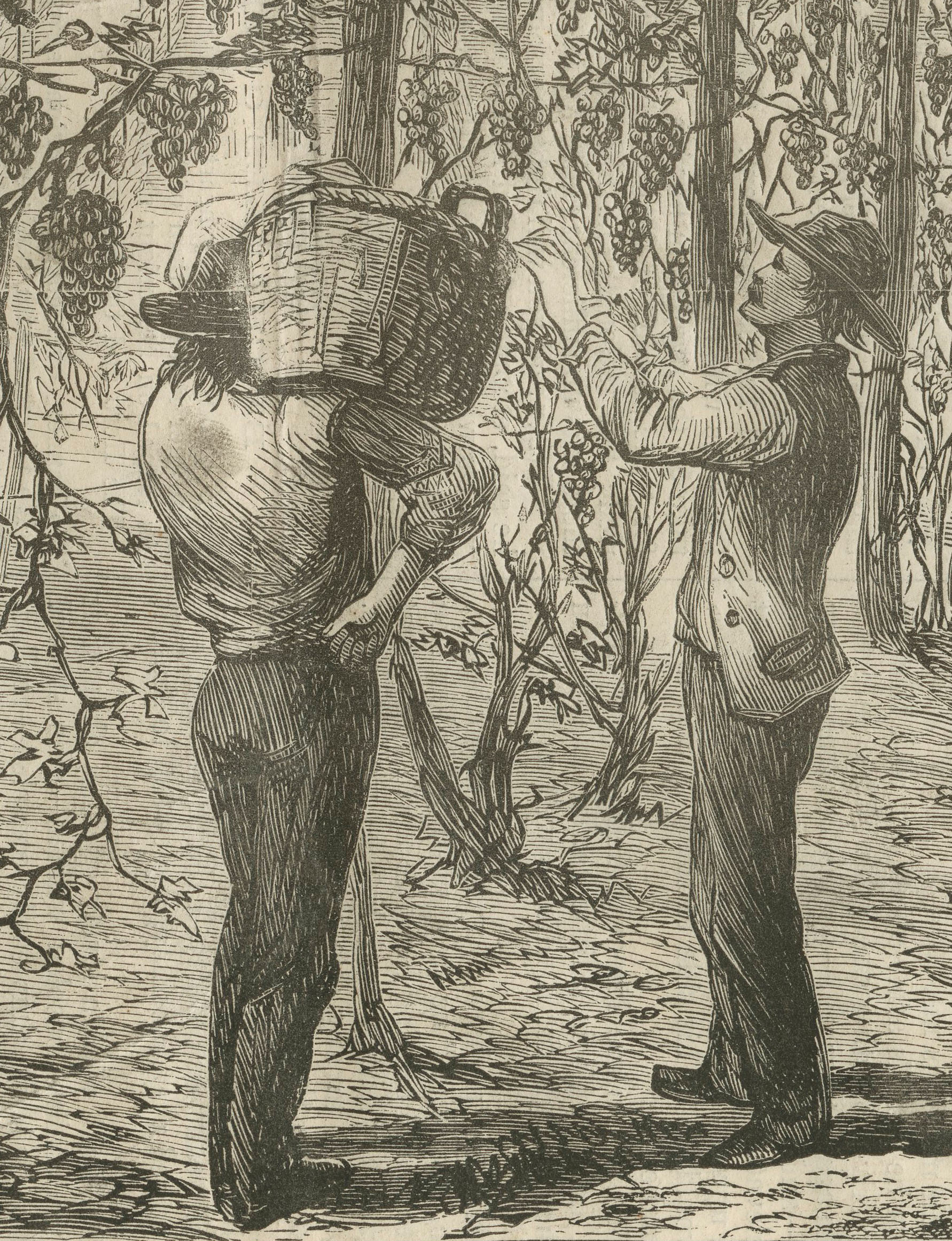 crotonhistory_harpers-detail-grape-pickers.jpg