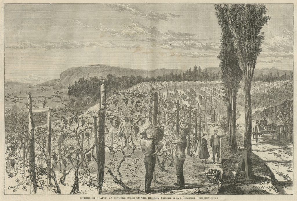 The Underhill Vineyards, 1867