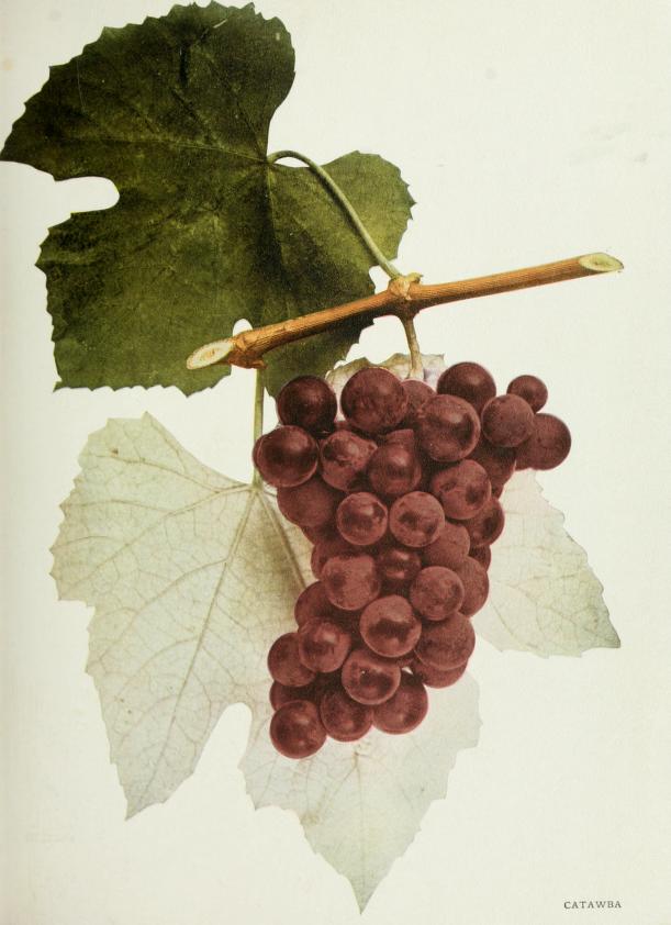 wikimedia_catawba_grape_1908.jpg