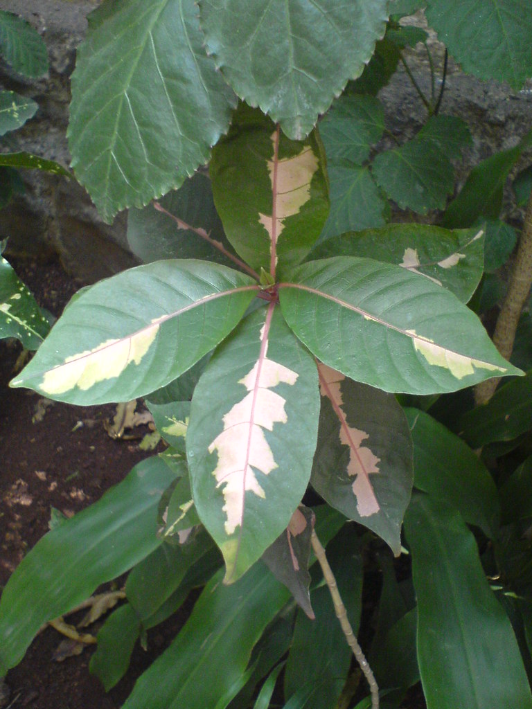 Jamaican croton