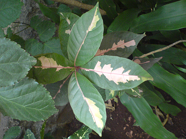 File:Jamaican croton (368807227).jpg