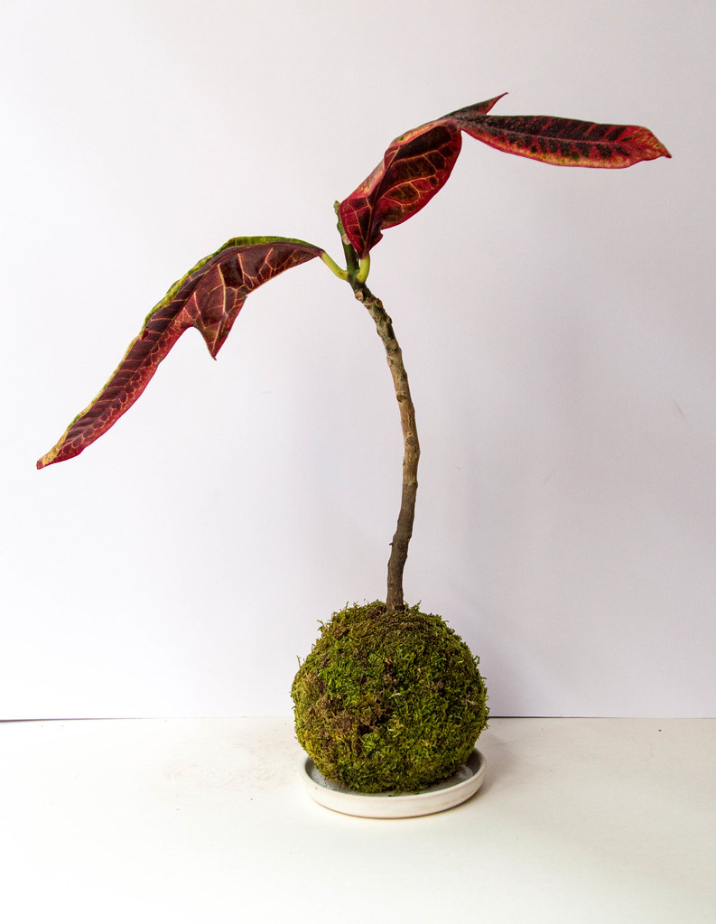 Croton pictum REVITALISATION