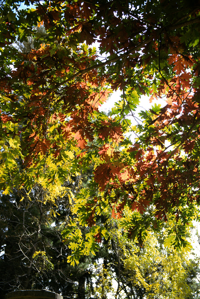 Sun through fall canopy, Old Croton Aqueduct Trail