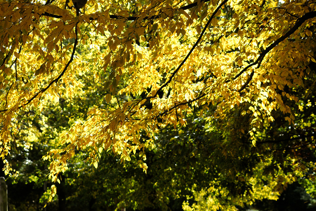 Sun through fall canopy, Old Croton Aqueduct Trail