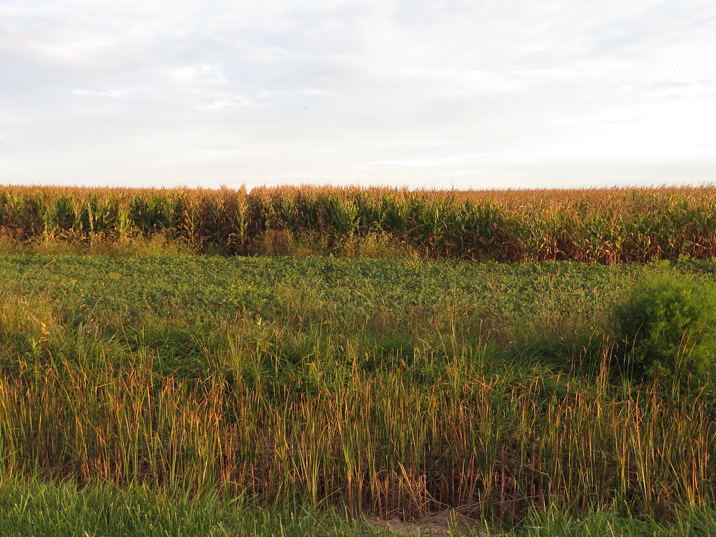 Farm, Chatham-Kent Highway 3, Chatham-Kent, Ontario