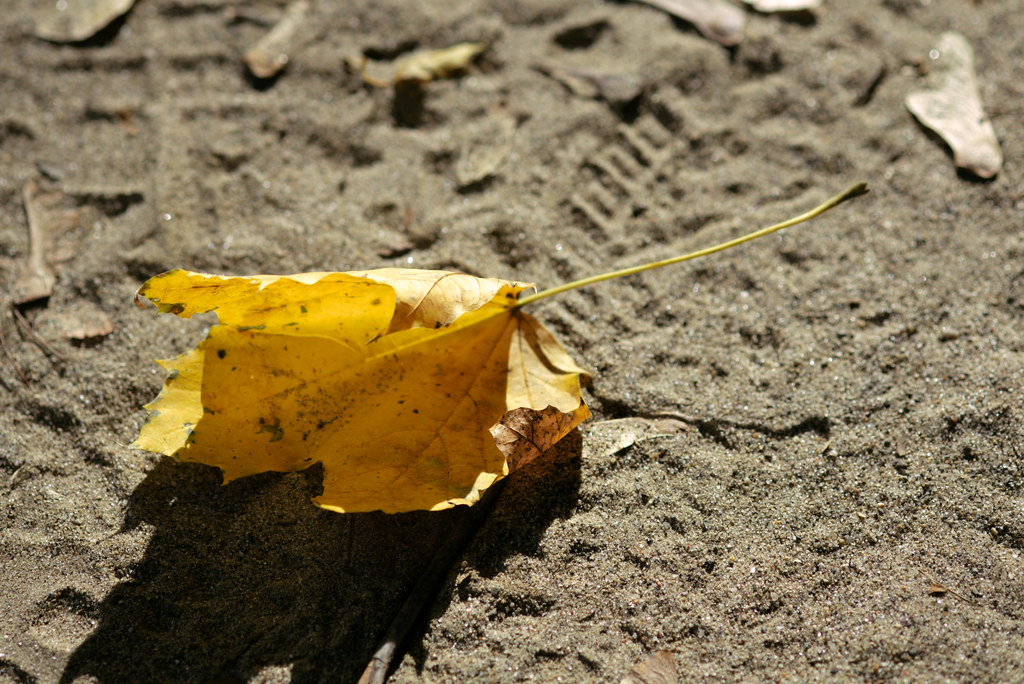 Fallen leaf, Old Croton Aqueduct Trail