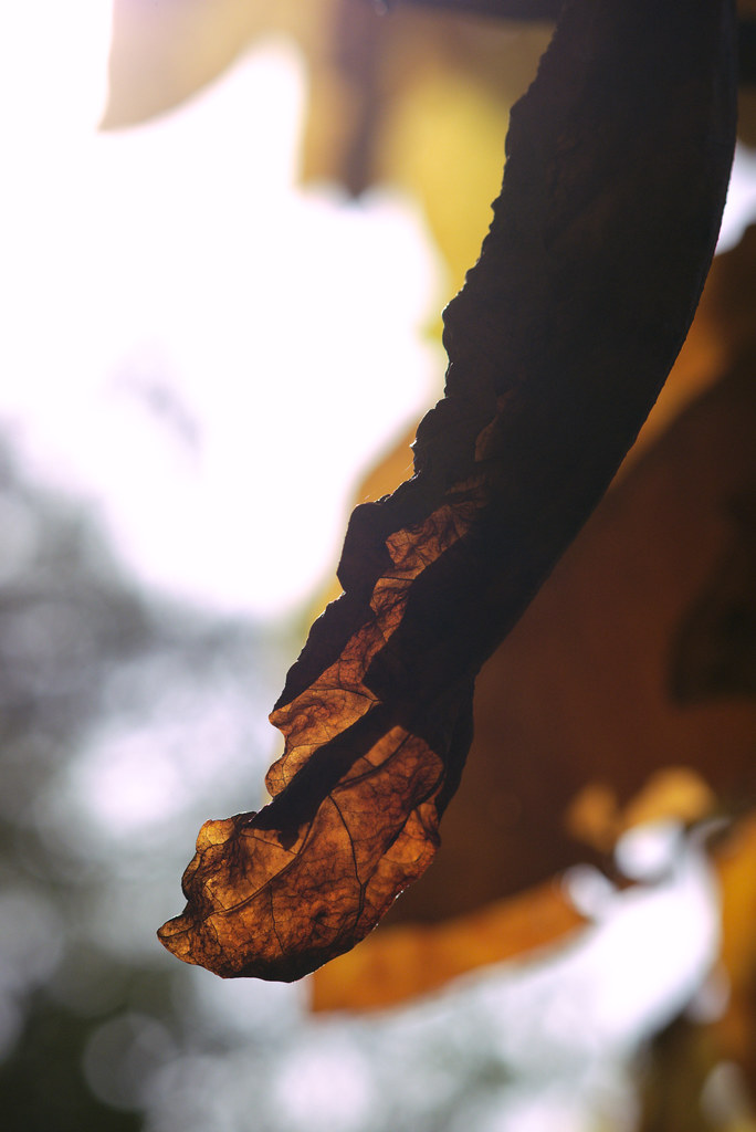 Dead leaf, Old Croton Aqueduct Trail