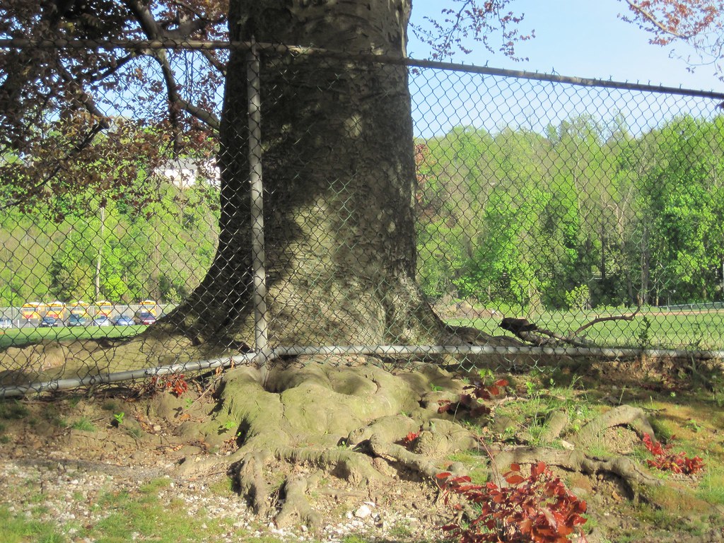 Old Croton Aqueduct Spring 2010