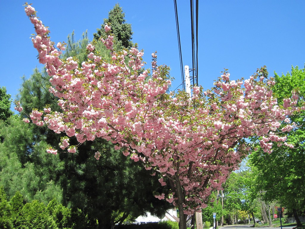 Old Croton Aqueduct Spring 2010