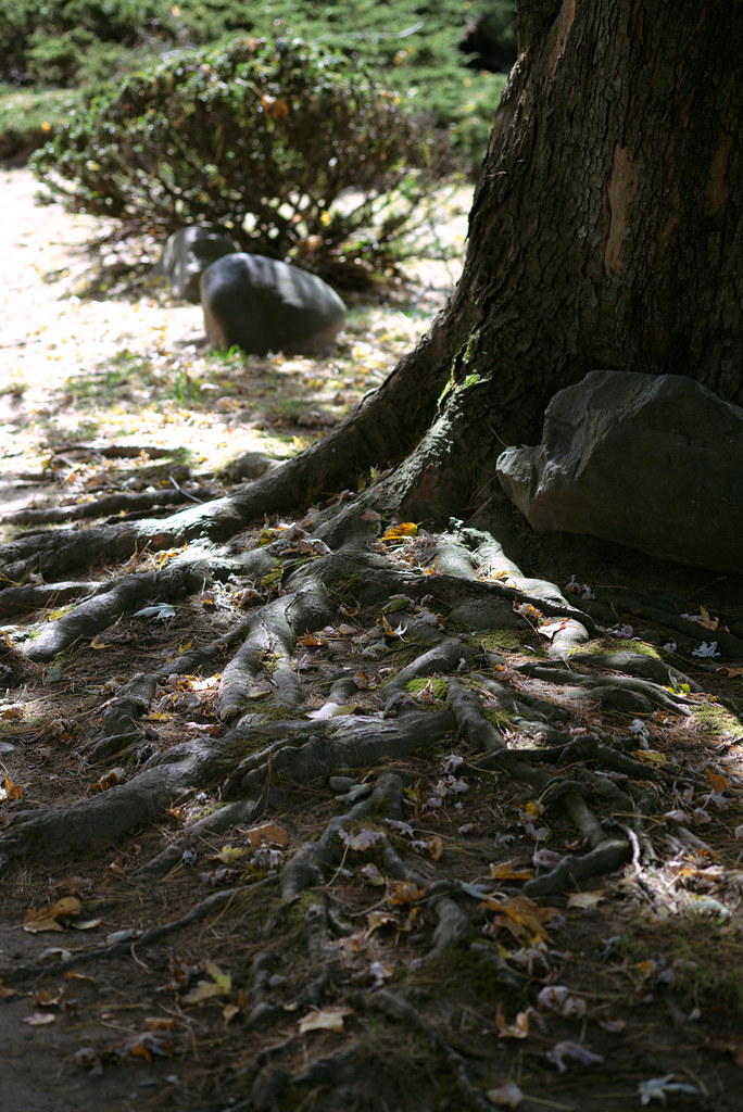 Crawling roots, Old Croton Aqueduct Trail