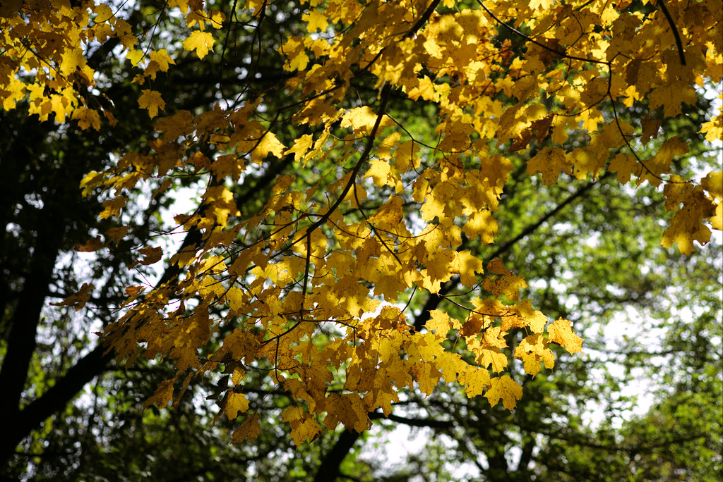 Yellow and green canopy, Old Croton Aqueduct Trail