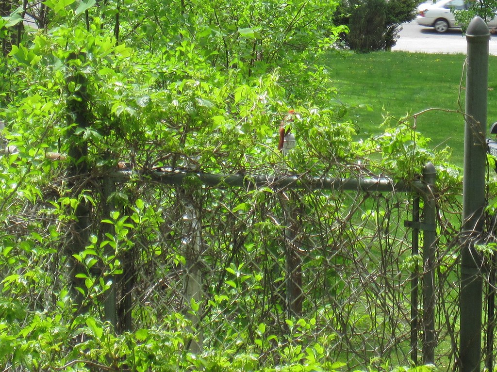 Old Croton Aqueduct Spring 2010