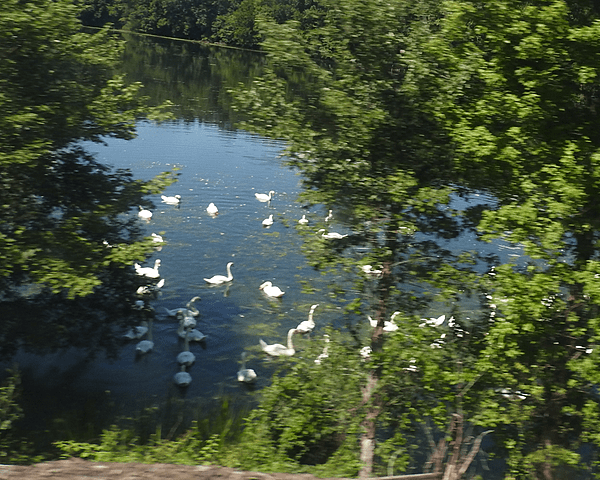Swans in Croton River No of Purdys jeh