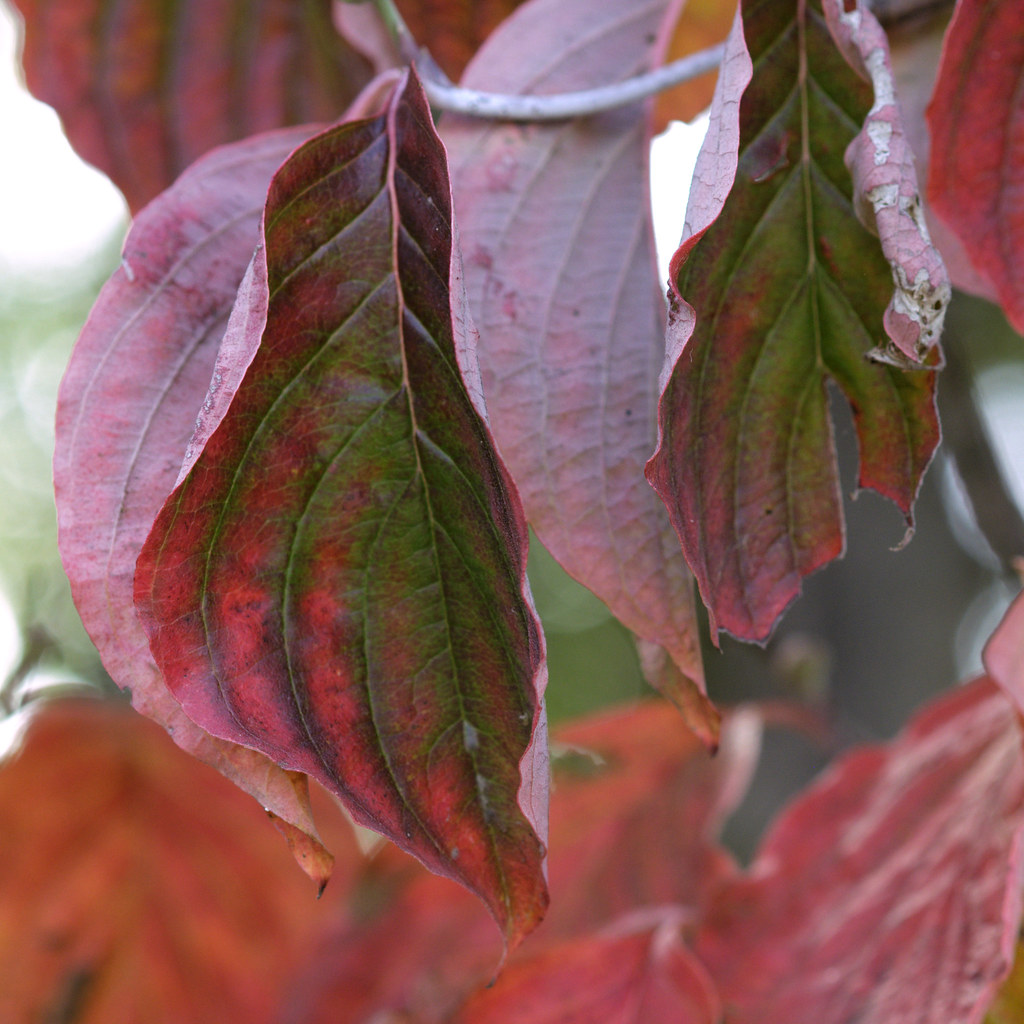 Turning leaves, Old Croton Aqueduct Trail