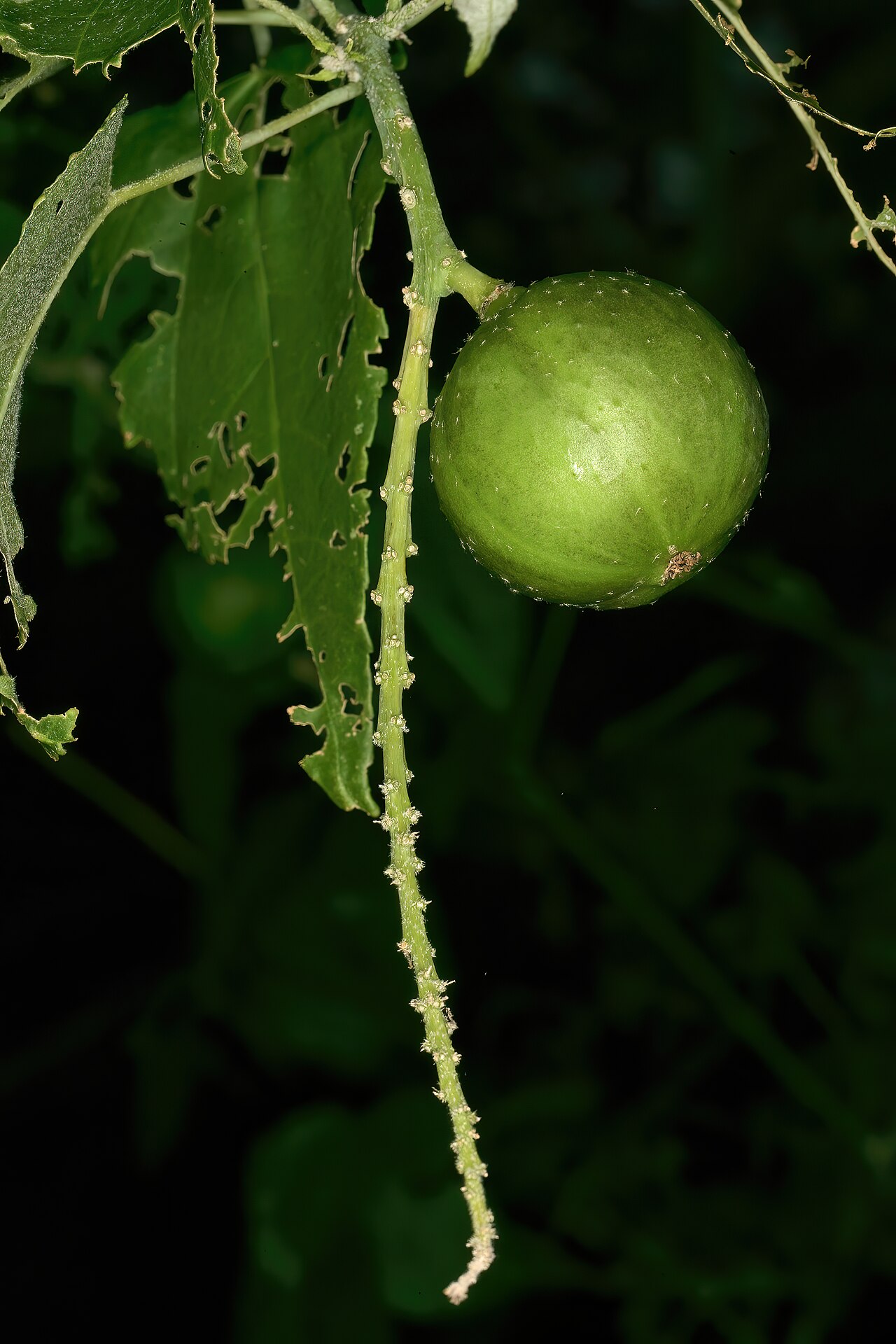 Croton megalobotrys 1DS-II 4-0230.jpg