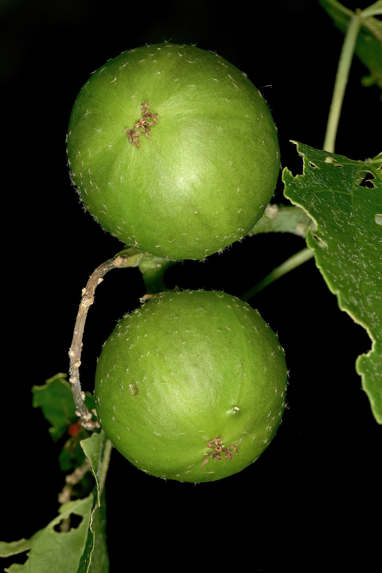 Croton megalobotrys 1DS-II 4-0232.jpg