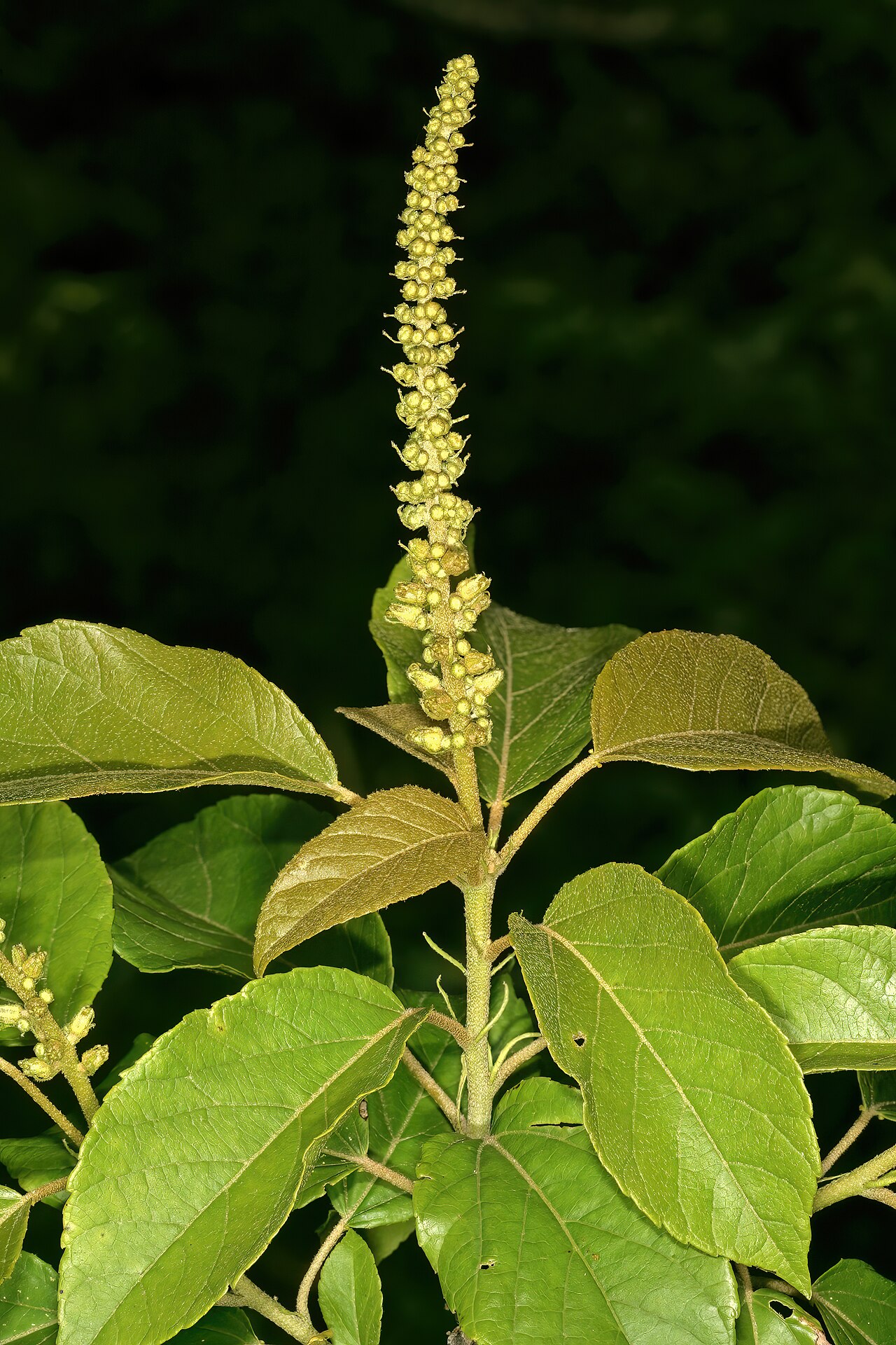 Croton sylvaticus 1DS-II 1628.jpg