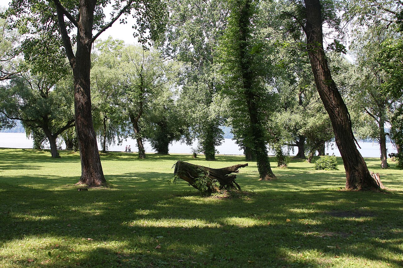 Trees at Croton Point Park (2615026186).jpg