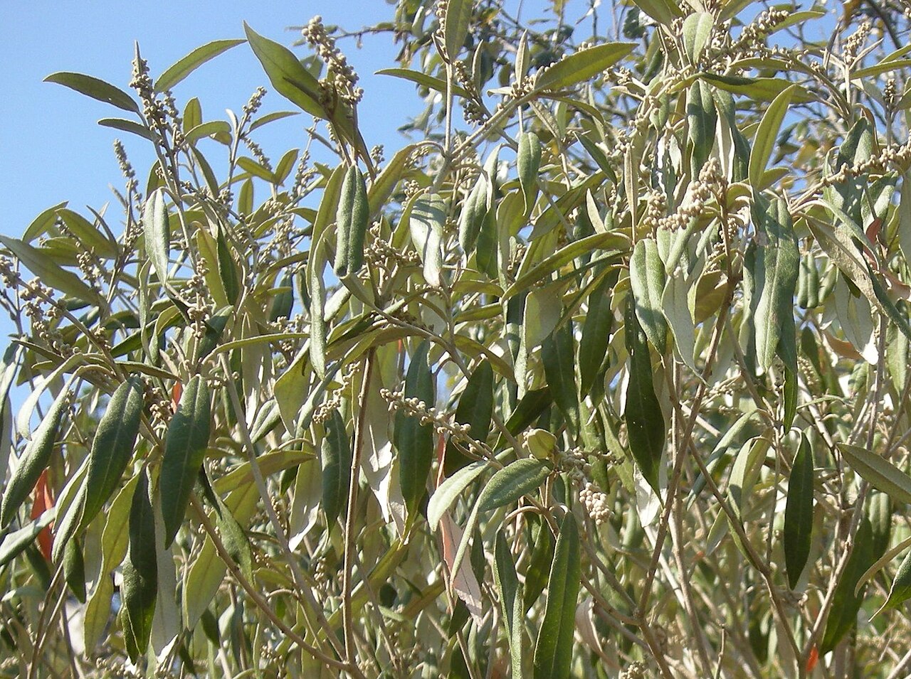 Croton phebalioides flower buds.jpg