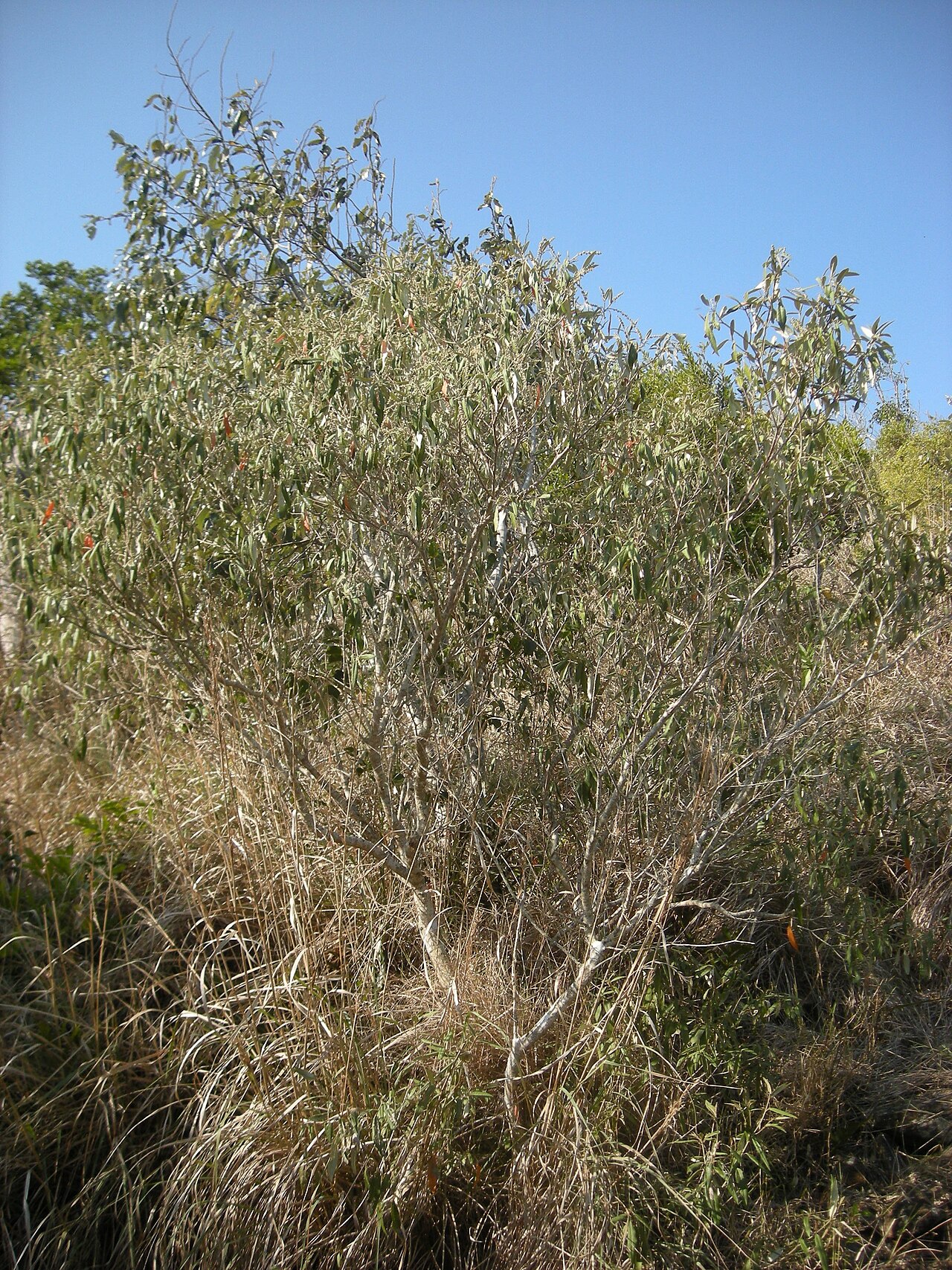 Croton phebalioides growth habit.jpg