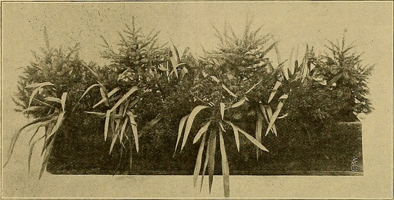 The American florist - a weekly journal for the trade (1916) (17957306438).jpg