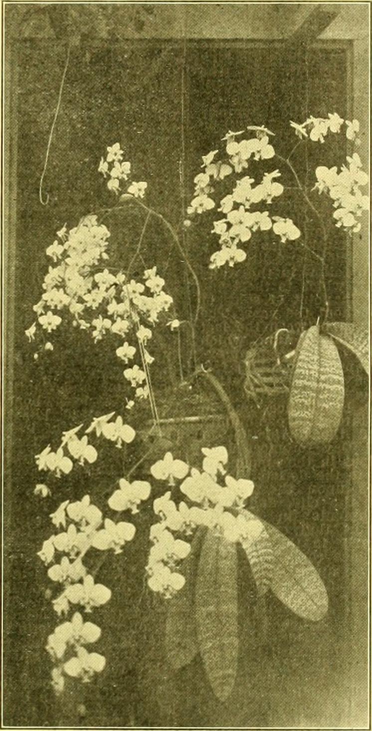 The Florists' exchange - a weekly medium of interchange for florists, nurserymen, seedsmen and the trade in general (1906) (14783274372).jpg