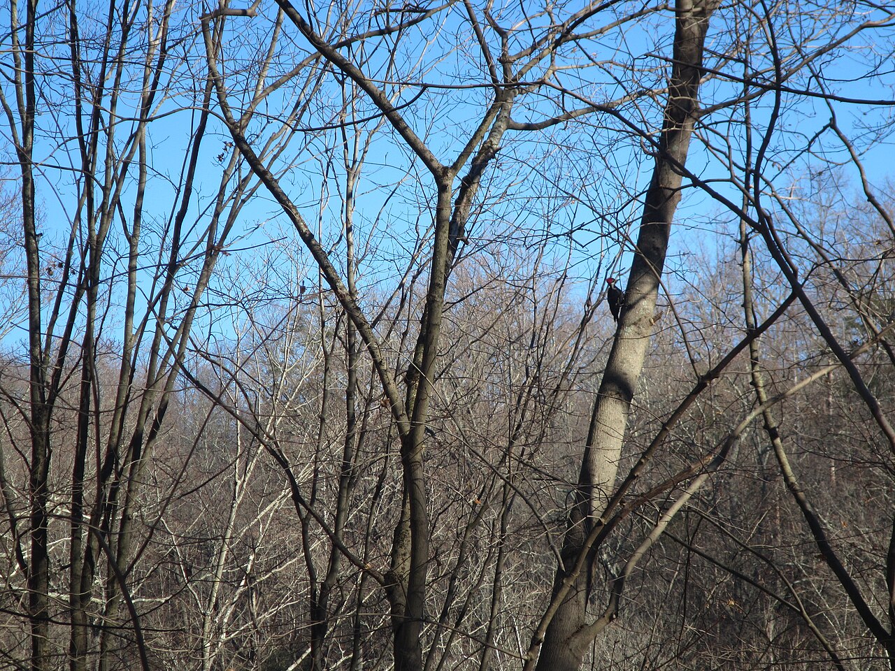 Old Croton Aqueduct (39675806642).jpg