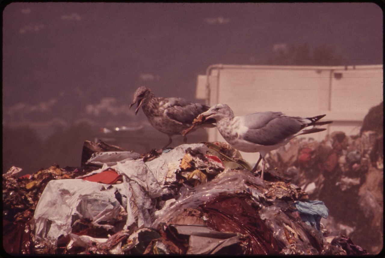 SEAGULLS SCAVENGE AT CROTON LANDFILL OPERATION ALONG THE HUDSON RIVER - NARA - 549952.tif